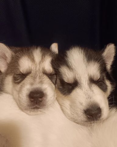 Cute Siberian Husky and German Shepard mix named Puppies