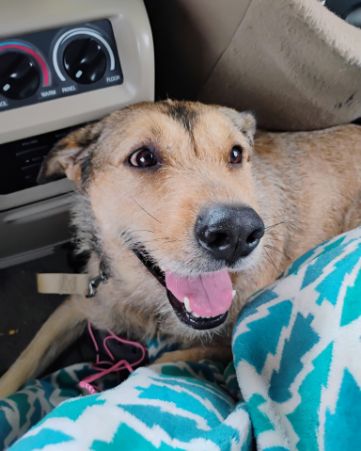 Cute mutt named teddy bear
