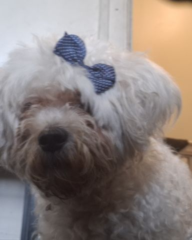 Cute dog named Charlie