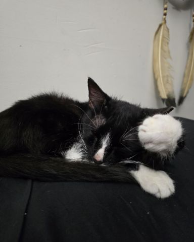 Cute Tuxedo named Ozzie