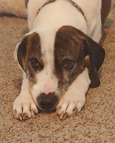 Cute Hound/Boxer named Bucky