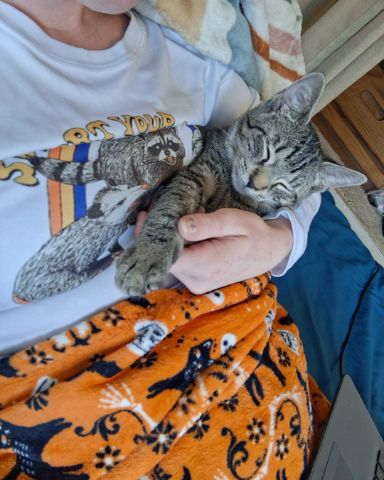 Cute cat named scar