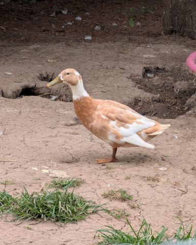 Cute ducks and geese named pongo
