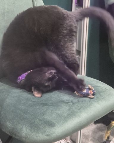 Cute cat named Ventress