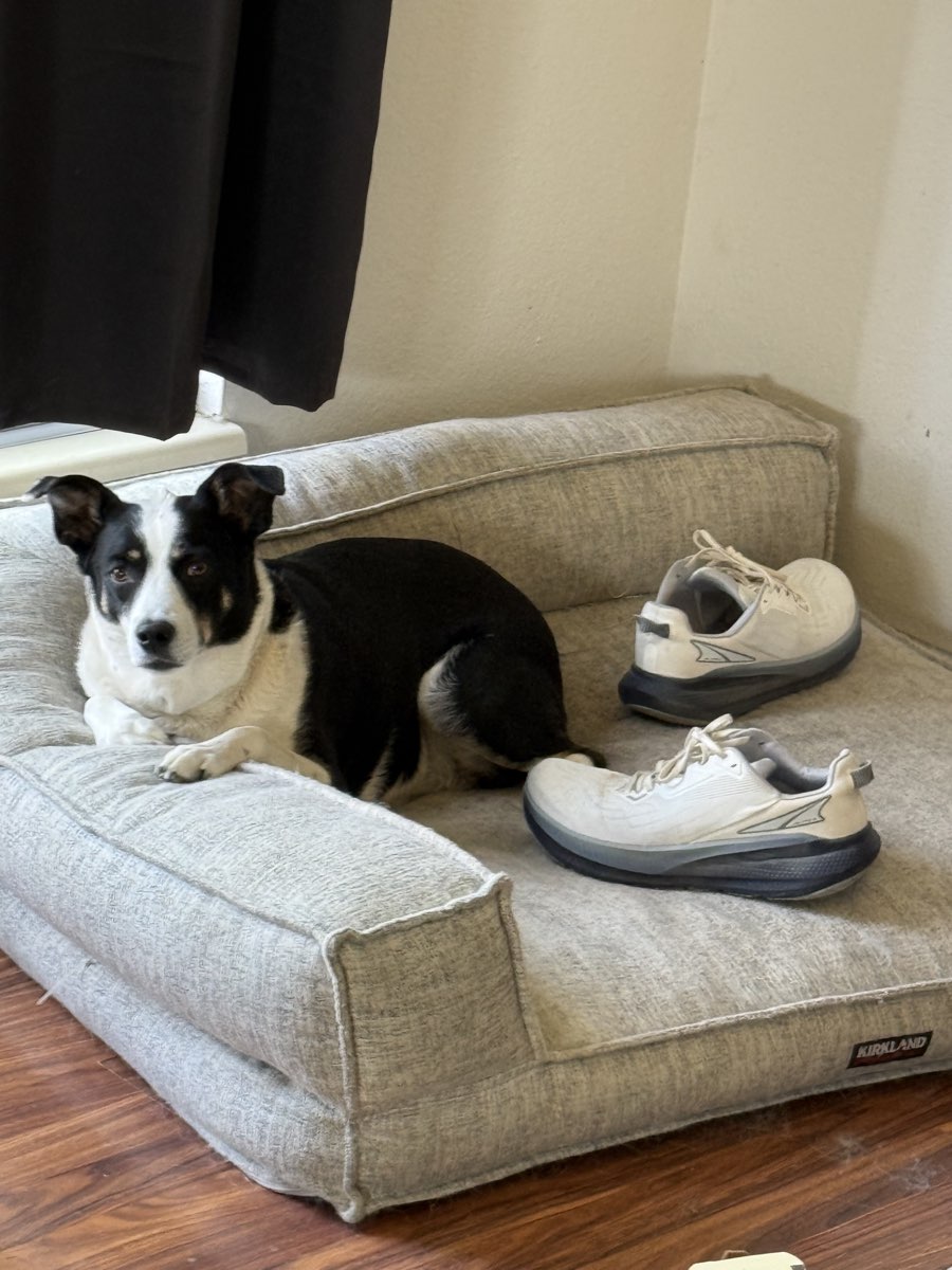 Cute dog named Midi