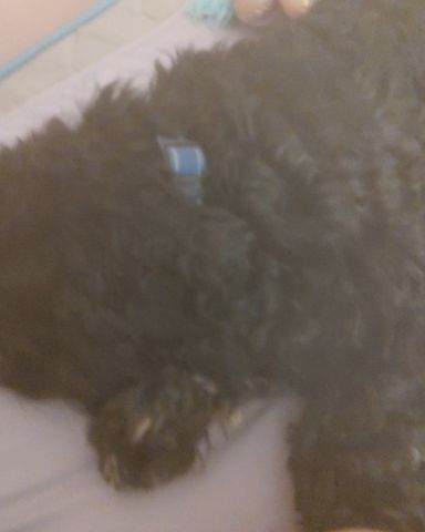 Cute cocker spaniel named hank