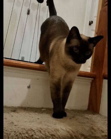 Cute Siamese named Luna🌙💫 (twin of Stella)