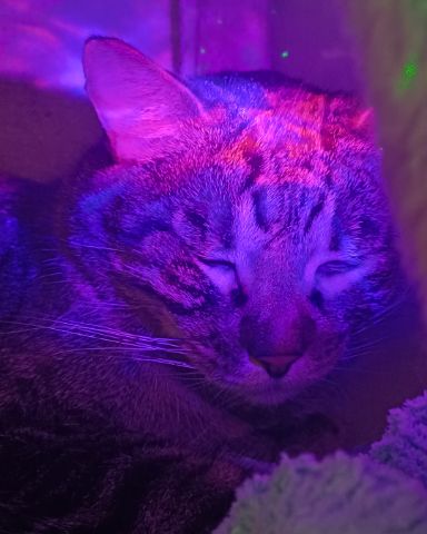 Cute Tabby named Micho
