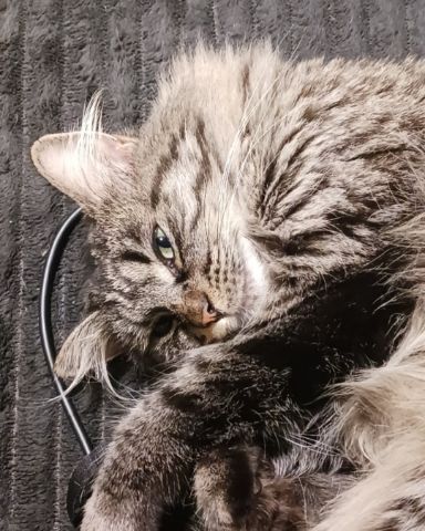 Cute main coon and long hair mix named grudge