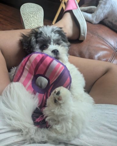 Cute dog named candy!🍭🍬