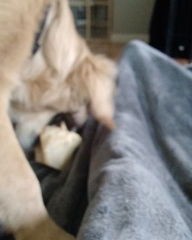 Cute golden retriever named thatdogbeso