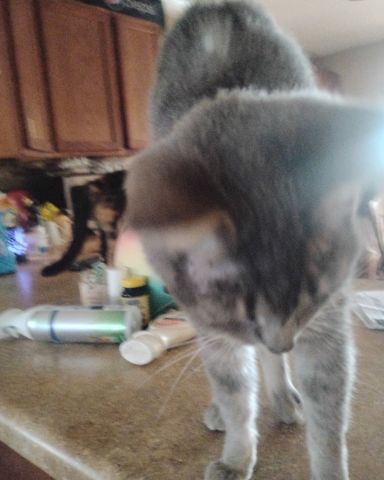 Cute cat named Bell