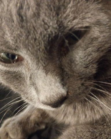 Cute cat named chruch