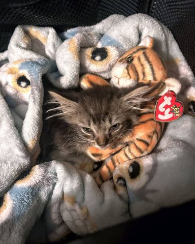 Cute cat named Bash, Bashy, Bashy-Boy, BashMcTash