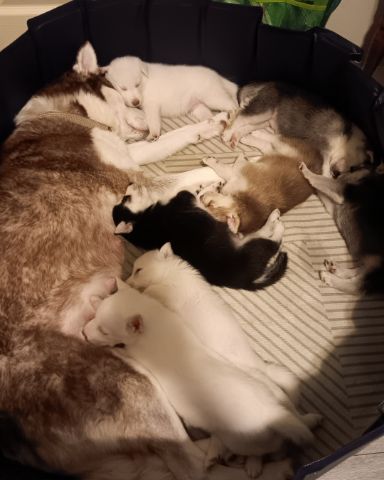 Cute Siberian Husky and German Shepard mix named Puppies