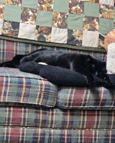Cute cat named Balerion