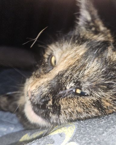 Cute fat named Snickers