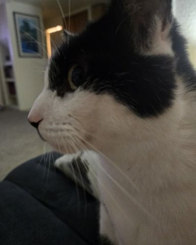 Cute Tuxedo named Skeleton