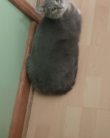 Cute short haired cat named dutchess