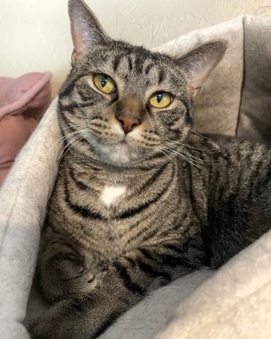 Cute cat named Kimchi