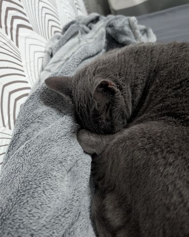 Cute cat named Theseus