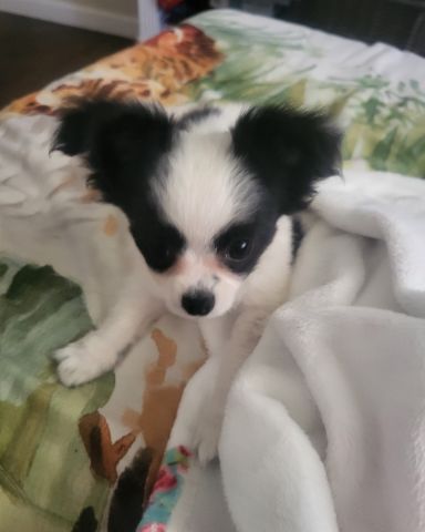 Cute Long haired Chihuahua named Danny
