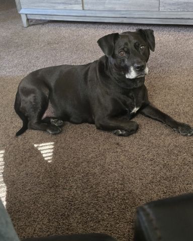 Cute dog named Diamond