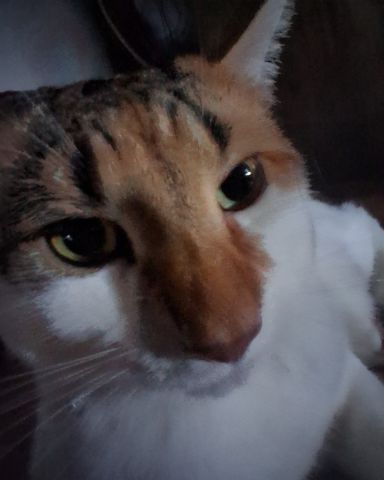 Cute Calico maincoon named Callie