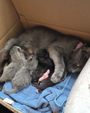 Cute Shorthair named Ashe [and her babies]