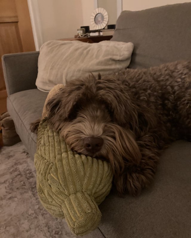 Cute dog named Poppy
