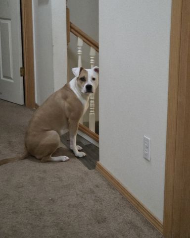 Cute pitty mix named peaches