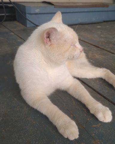 Cute cat named Jasper
