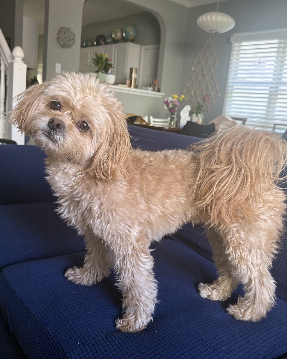 Cute Peekapoo named Chewie