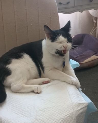 Cute cat named Zeke