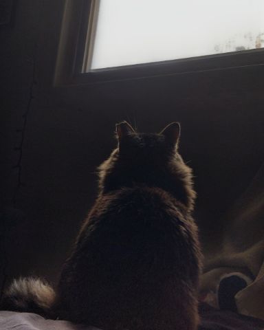 Cute Norwegian Forest Cat named Hot Tamale/Mollie