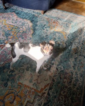 Cute Chihuahua terrier mix named Daisy