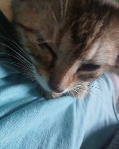 Cute tabby named willow
