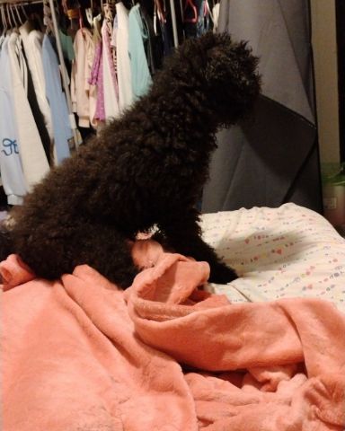 Cute black poodle named Brownie