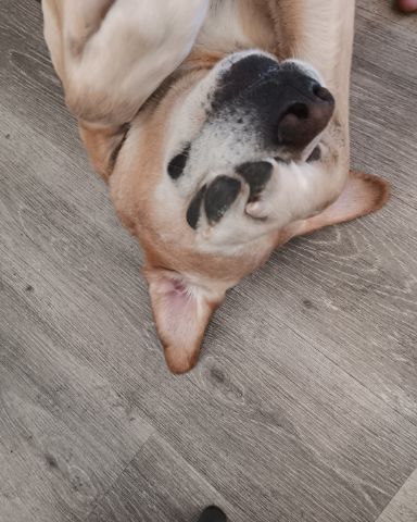 Cute dark yellow lab named Marley