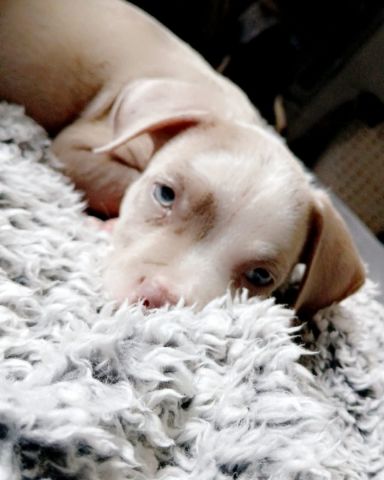 Cute pitbull named Bisko