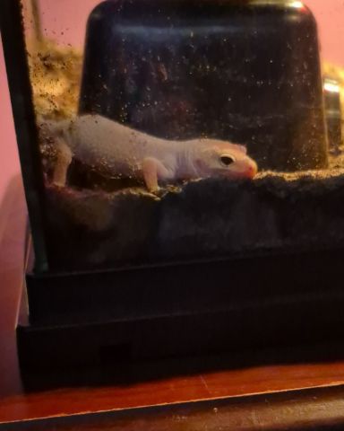 Cute blizzard lepord gecko named crystal