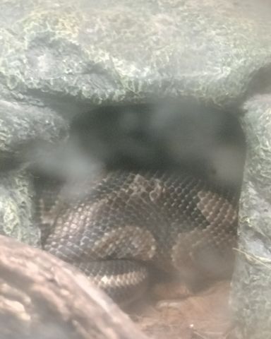 Cute ball python named Lela