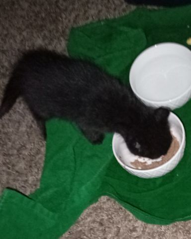 Cute cat named Suka