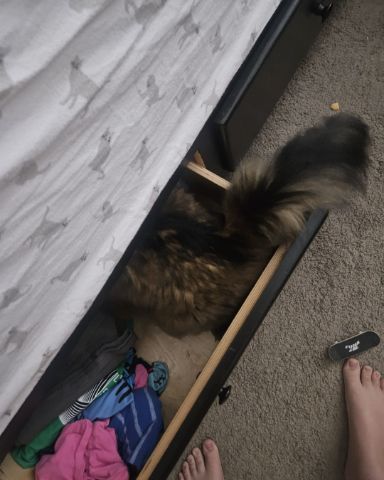 Cute Siberian forest cat named witty
