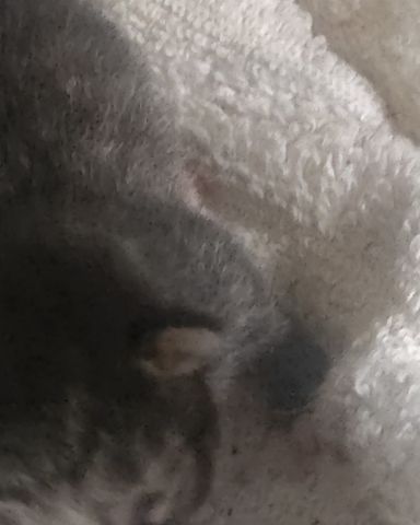 Cute tabby named China