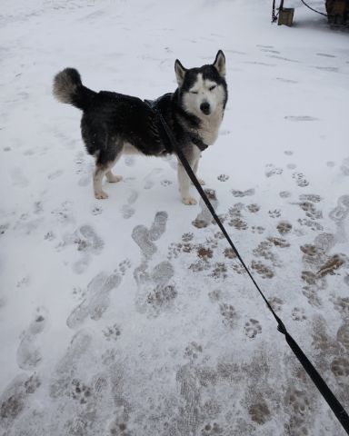 Cute purebred Siberian Husky named Max Preter