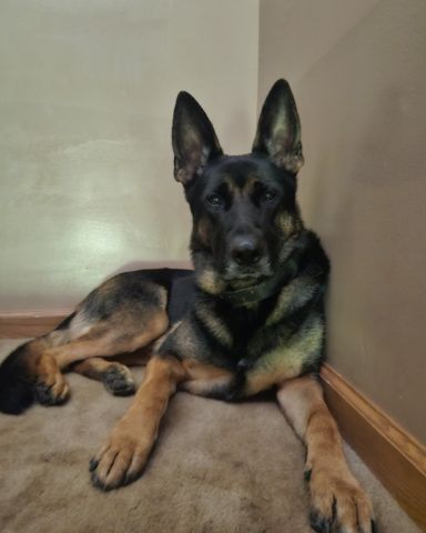 Cute German Shepherd. named Nora i have multiple animals