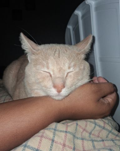 Cute Pale cat or orange cat i don't know named Cornbread