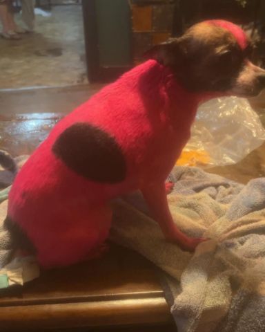 Cute female Chihuahua named moo moo
