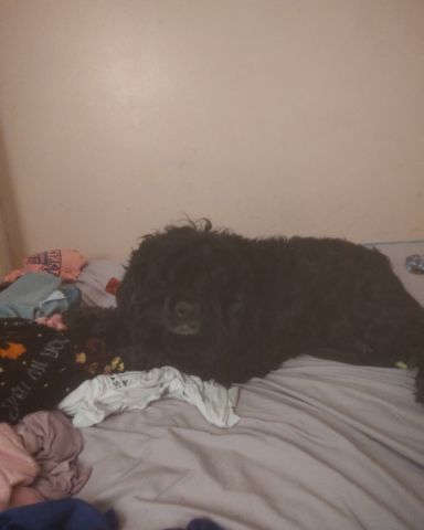 Cute cocker spaniel named hank